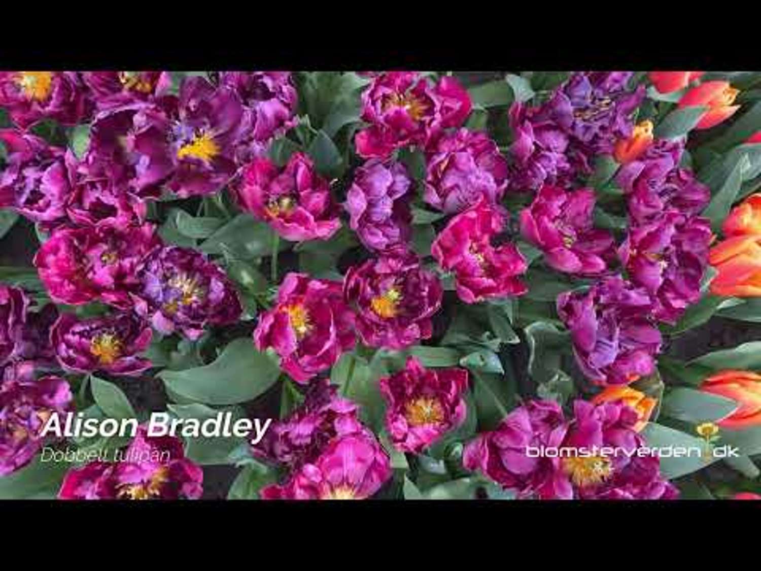 Tulpe 'Alison Bradley'